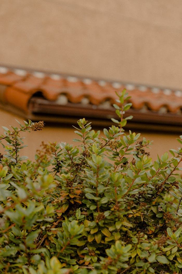 Close-up of lush green foliage with traditional clay roof tiles in the background.