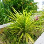 Colorful ornamental plants thriving outdoors in a landscaped garden setting.
