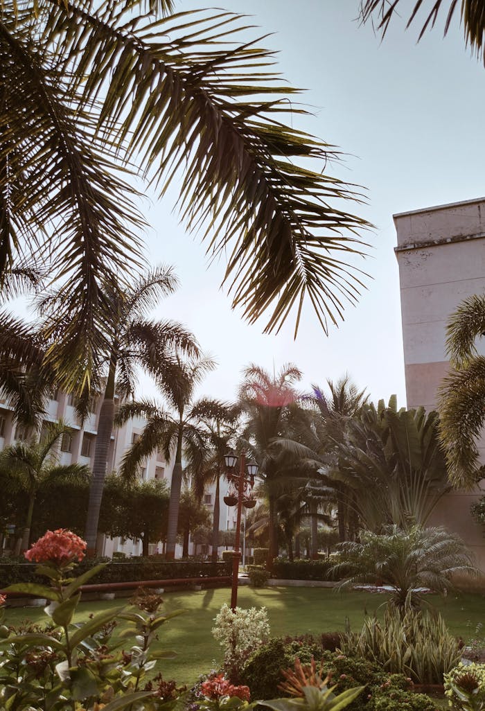 A lush garden scene with palm trees at golden hour, highlighting natural light and foliage.