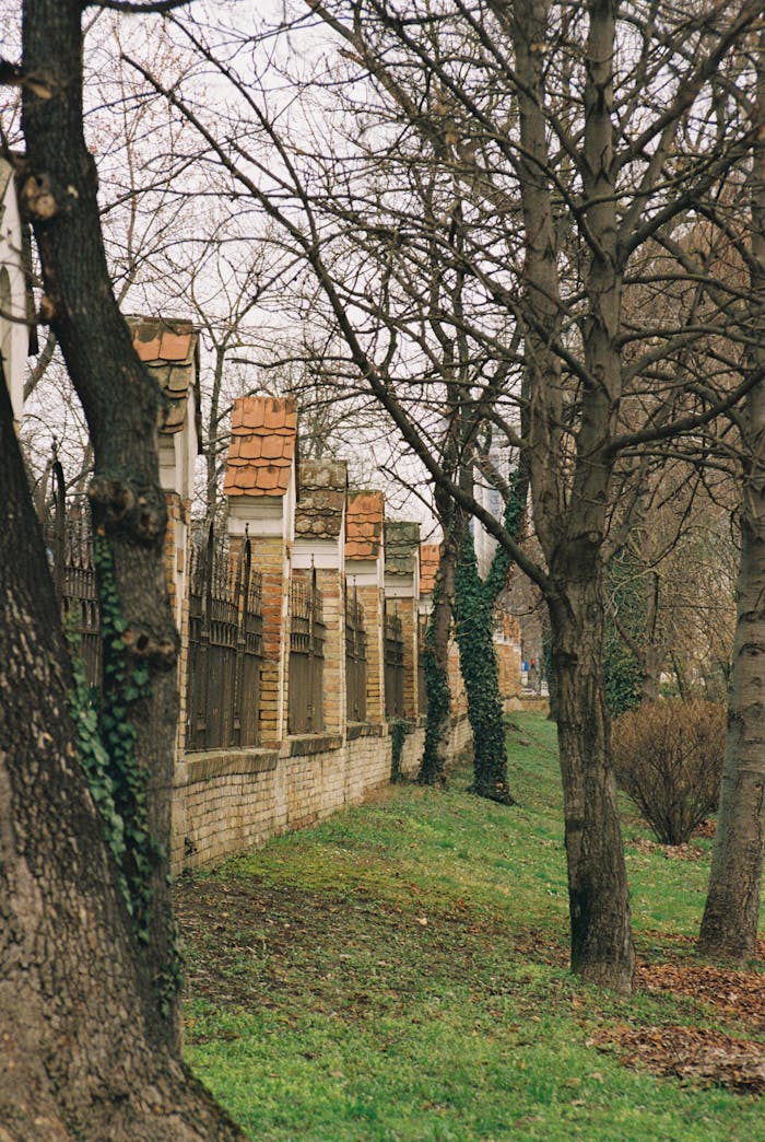 Serene park with bare trees and a brick wall perfect for a peaceful backdrop.